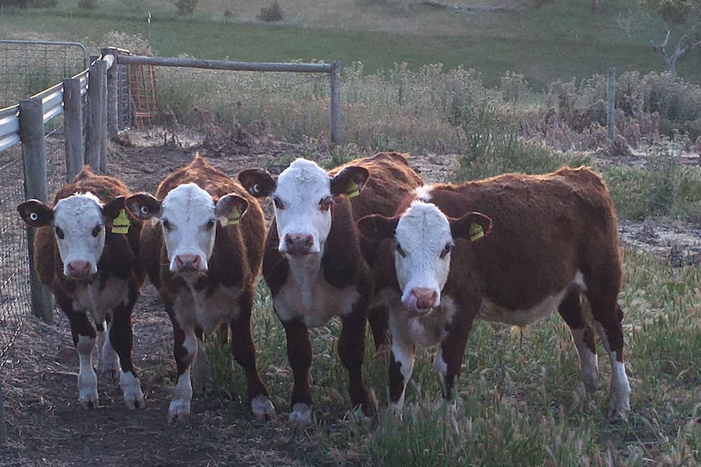 Photo of Others in Cape Jervis