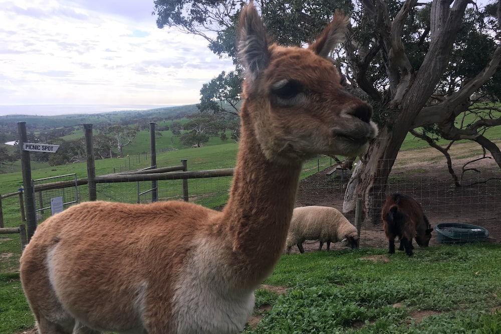 Photo of Outdoor in Cape Jervis