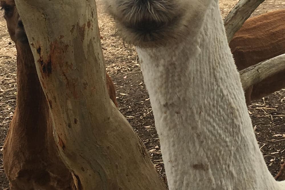 Photo of Outdoor in Cape Jervis