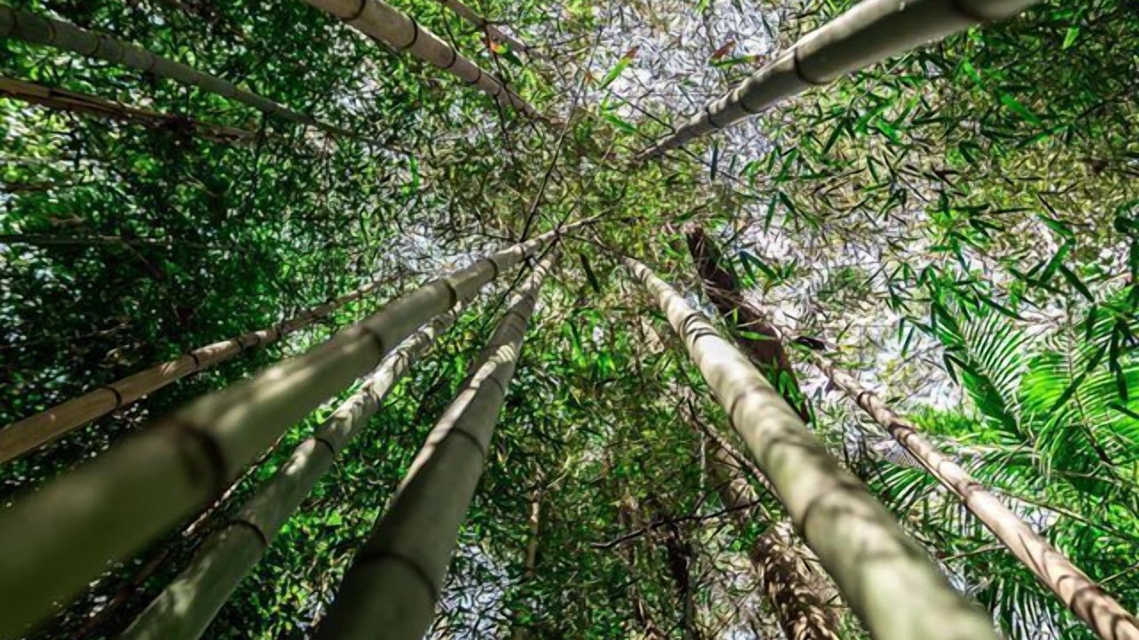 Photo of Outdoor in North Tamborine