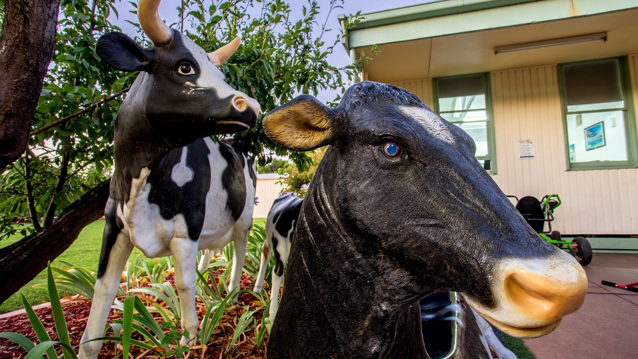 Photo of Outdoor in Shepparton South