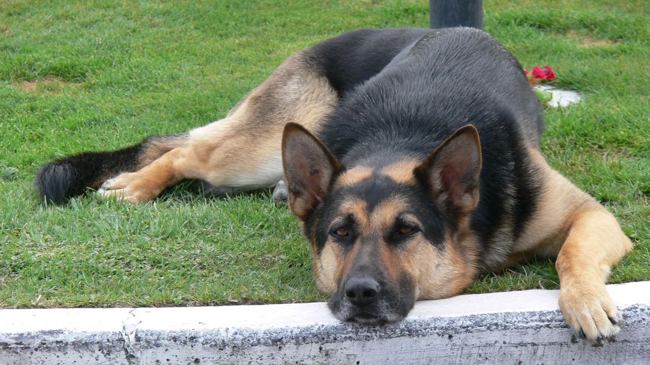 Photo of Others in Palmerston North