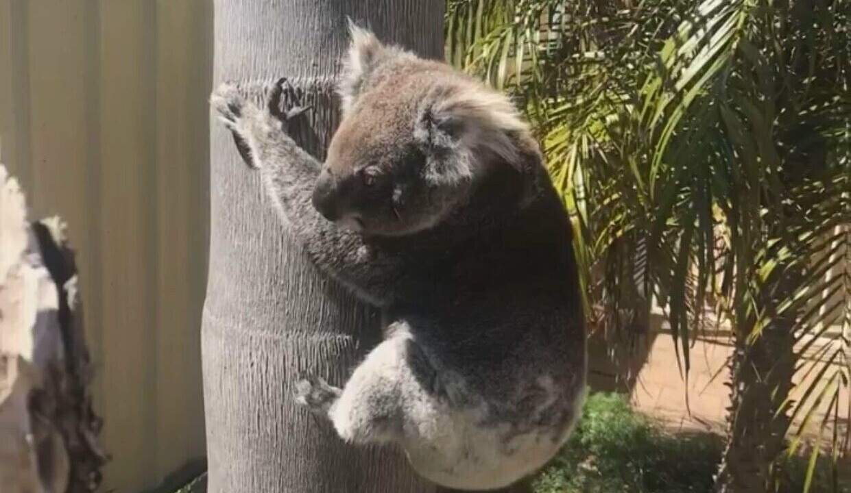 Photo of Outdoor in Corlette