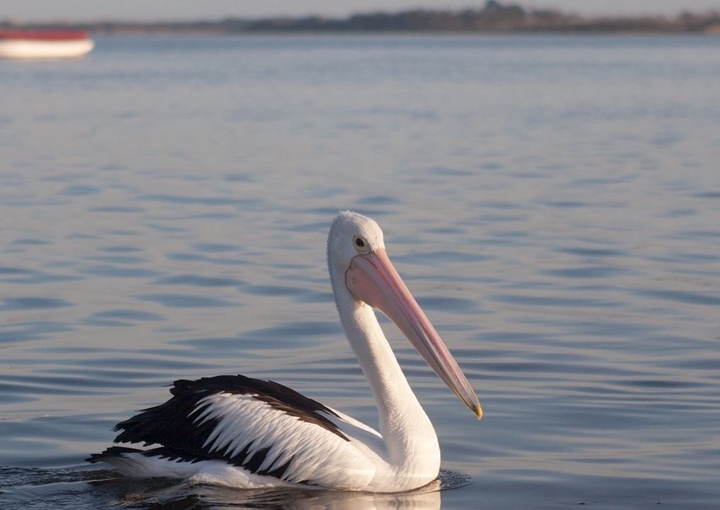 Photo of Outdoor in Rhyll