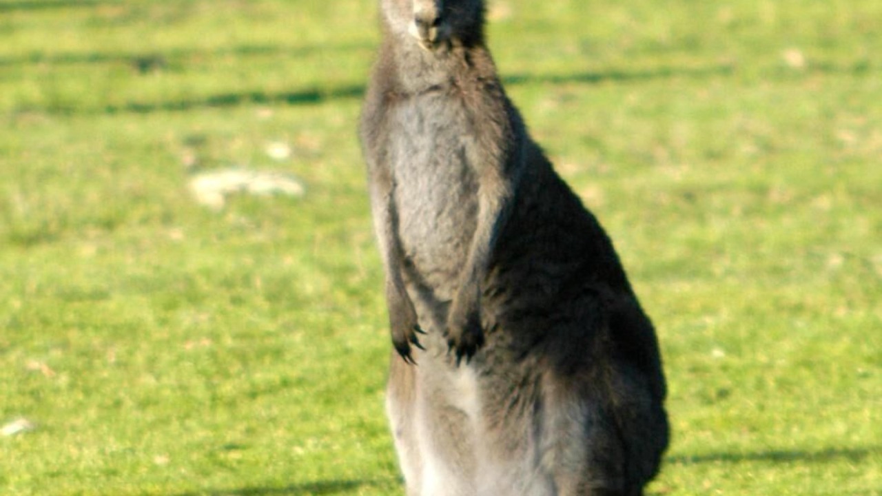 Photo of Outdoor in Wandandian