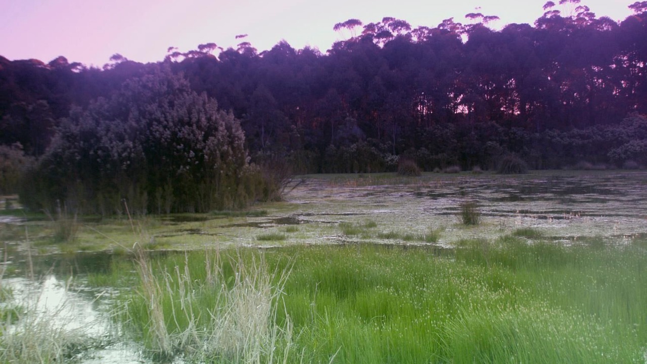 Photo of Outdoor in Wandandian