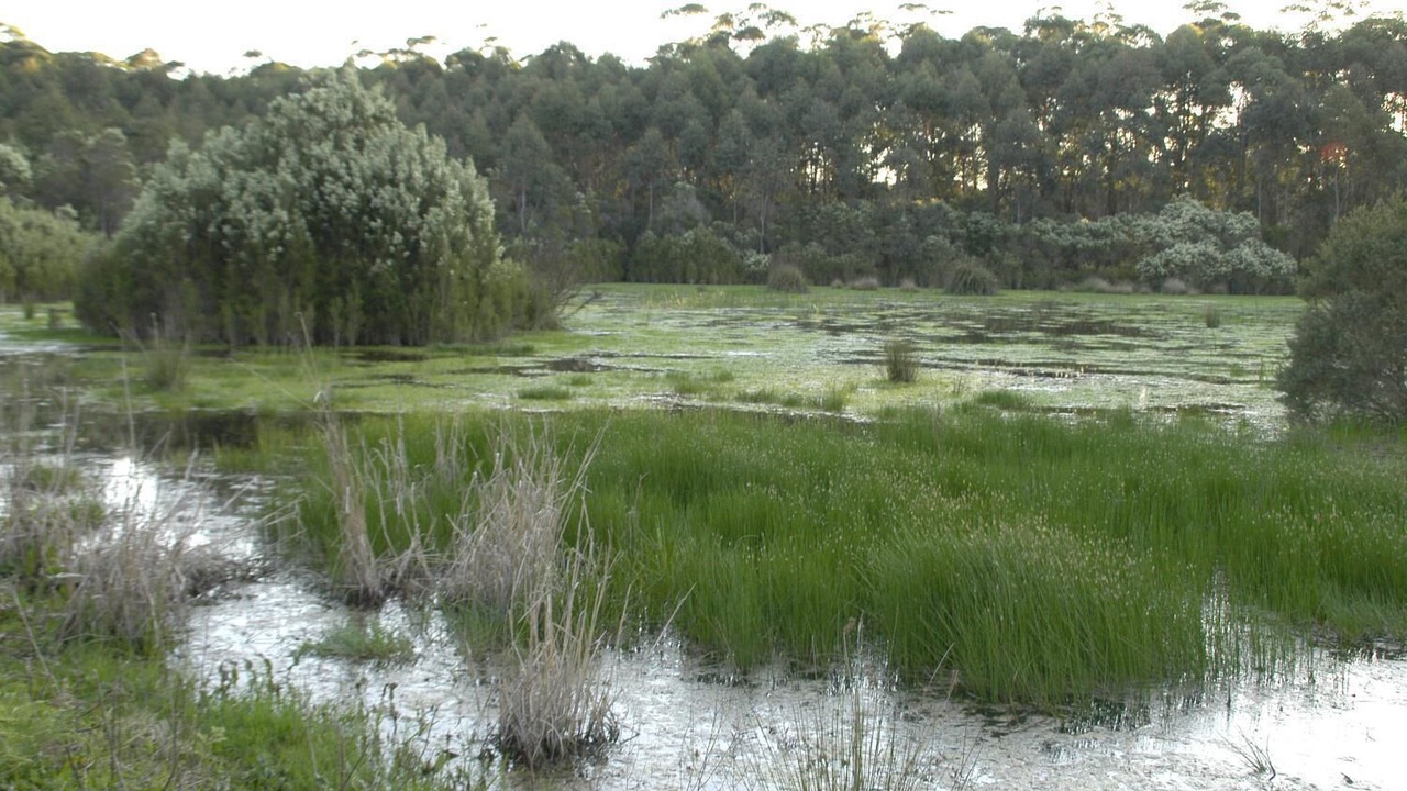 Photo of Outdoor in Wandandian