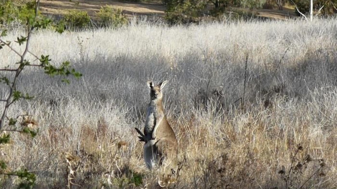 Photo of Others in Eurunderee
