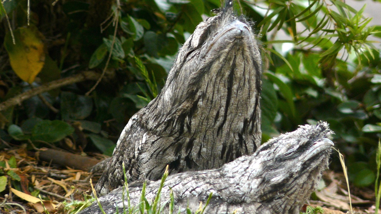 Photo of Others in Eurunderee