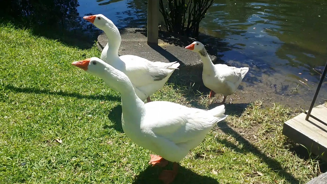 Photo of Others in Taree