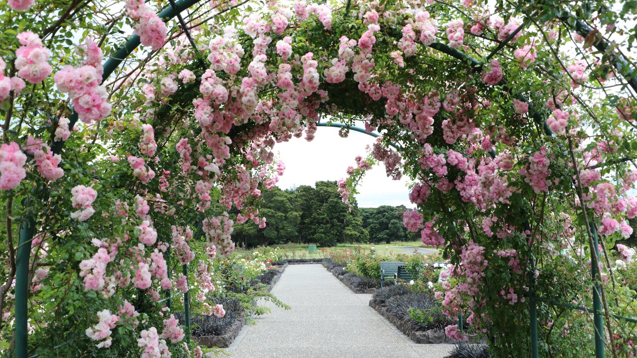 Photo of Others in Pukekohe