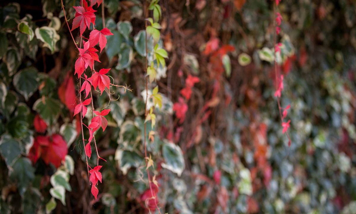 Photo of Outdoor in Beechworth