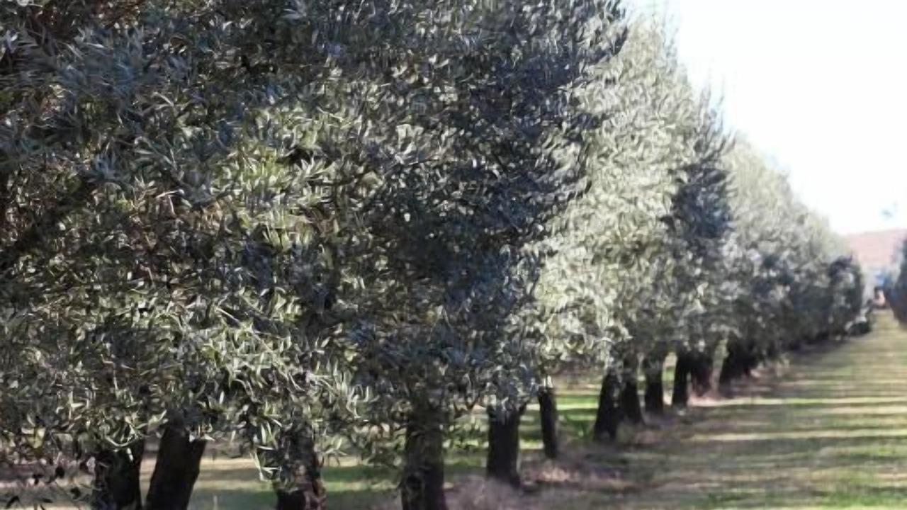 Photo of Outdoor in Denman