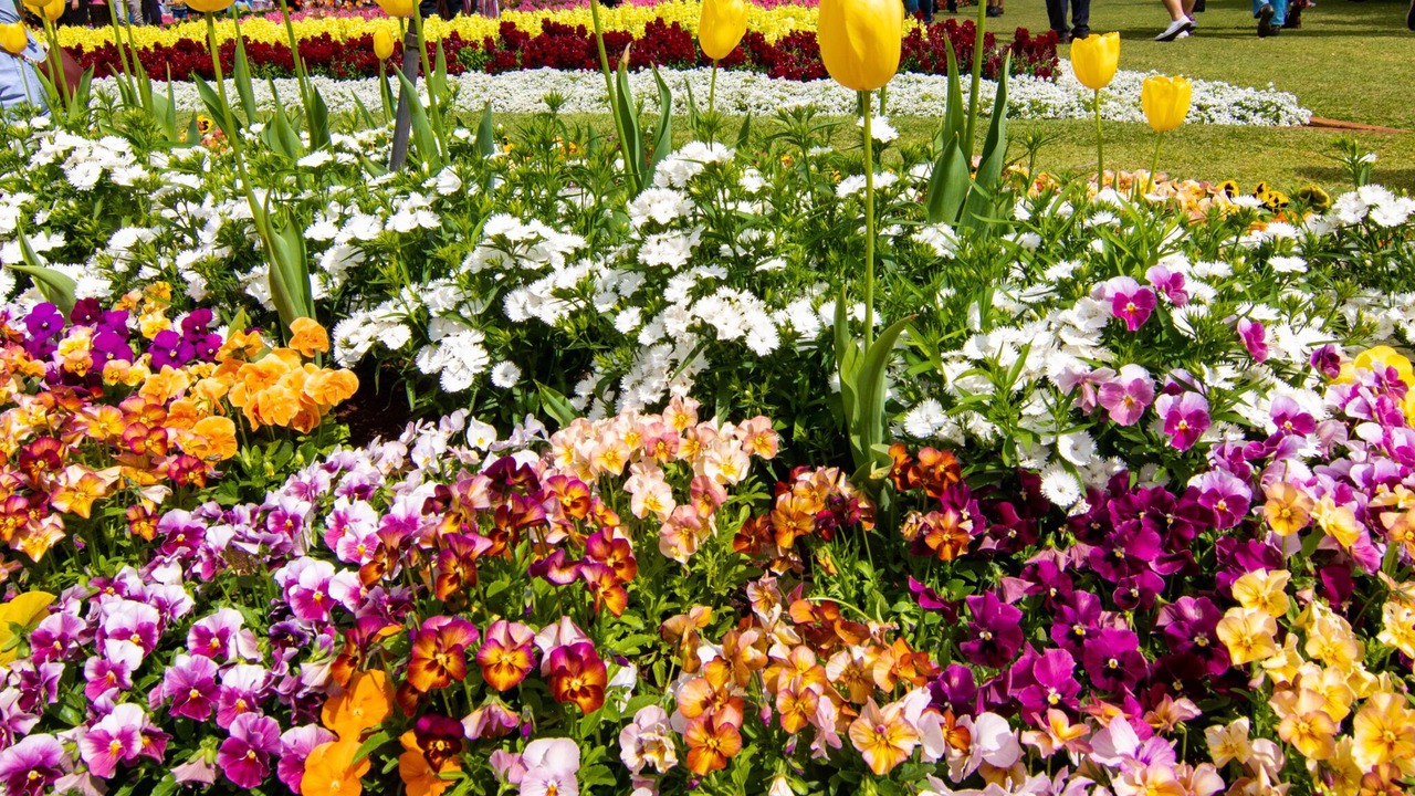 Photo of Others in East Toowoomba