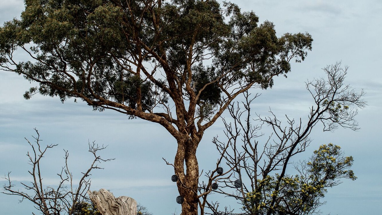 Photo of Outdoor in Limonite
