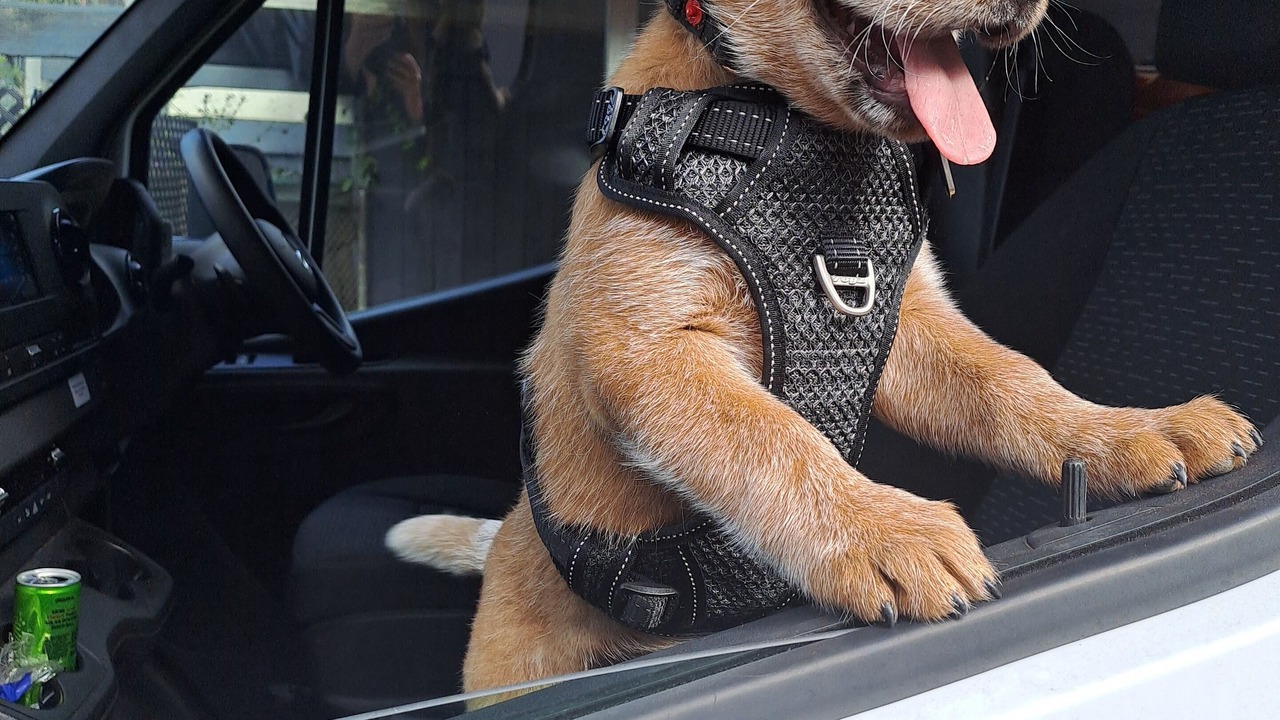 Photo of Others in Dural