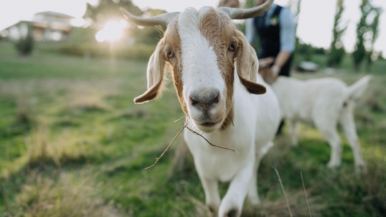 Photo of Outdoor in Strath Creek