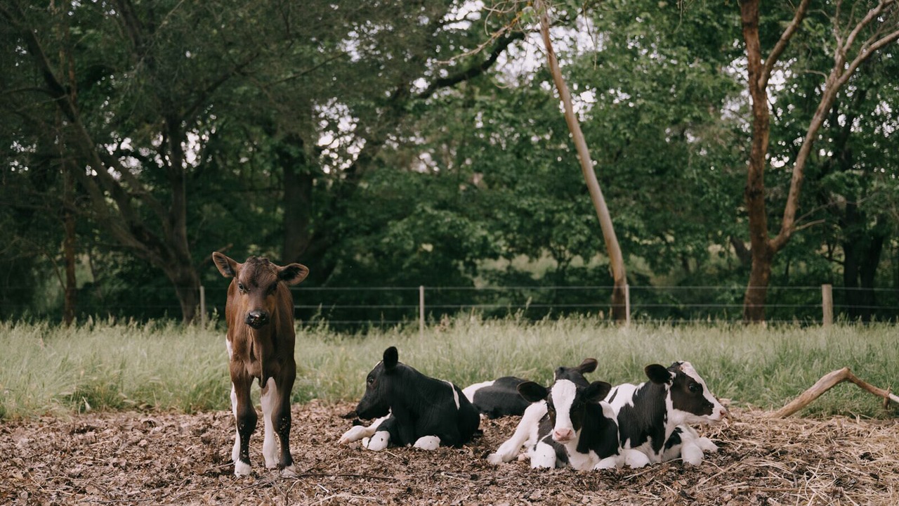 Photo of Outdoor in Strath Creek