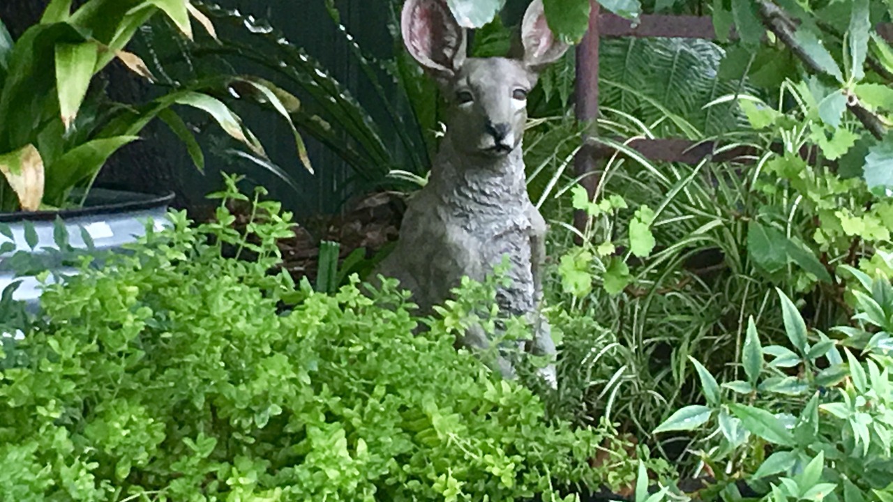 Photo of Outdoor in Hahndorf