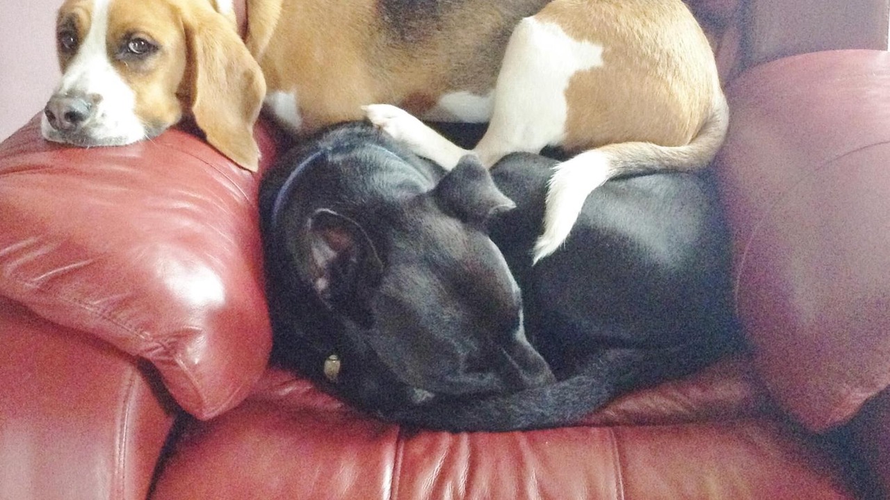 Photo of Others in Rutherglen