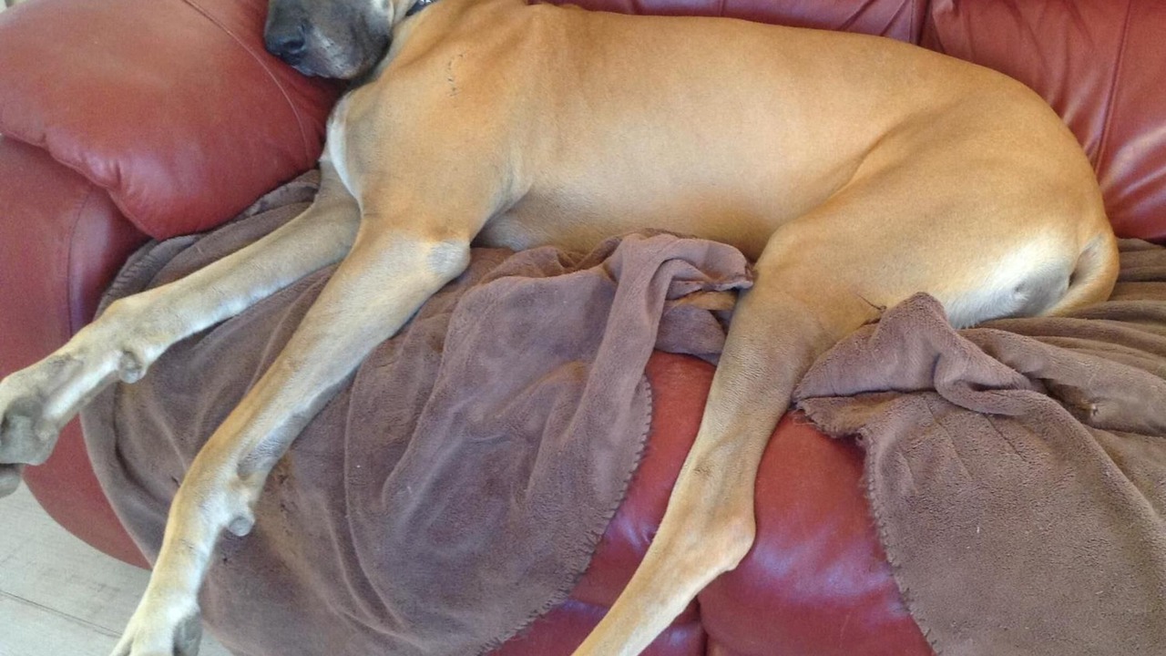 Photo of Others in Rutherglen