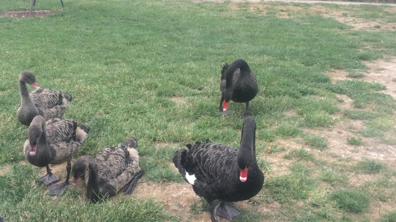 Photo of Outdoor in Alfredton