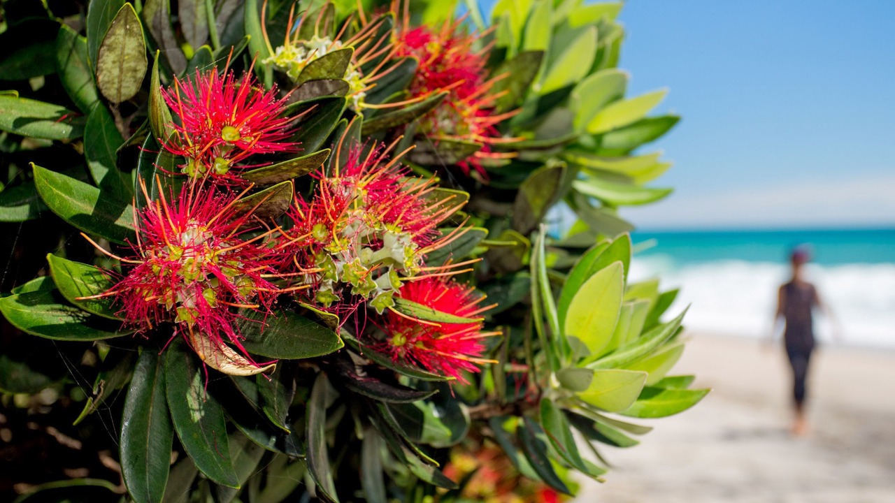 Photo of Others in Waihi Beach