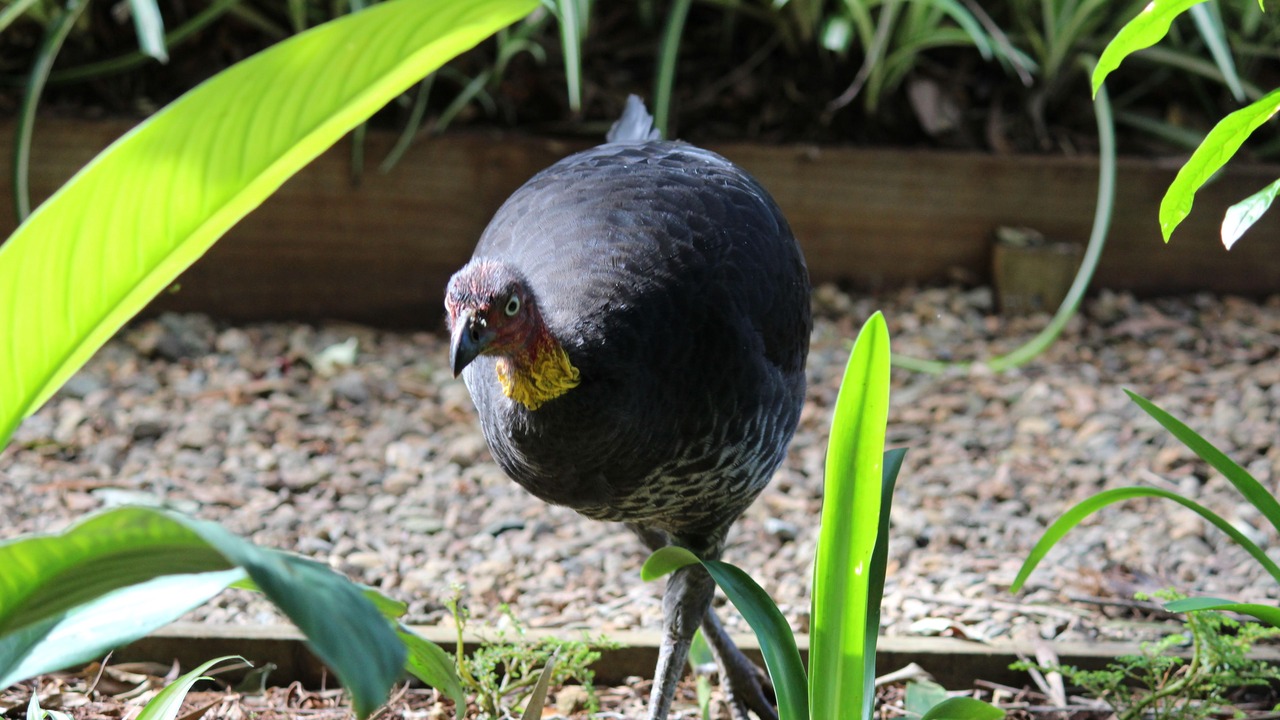 Photo of Outdoor in Flaxton