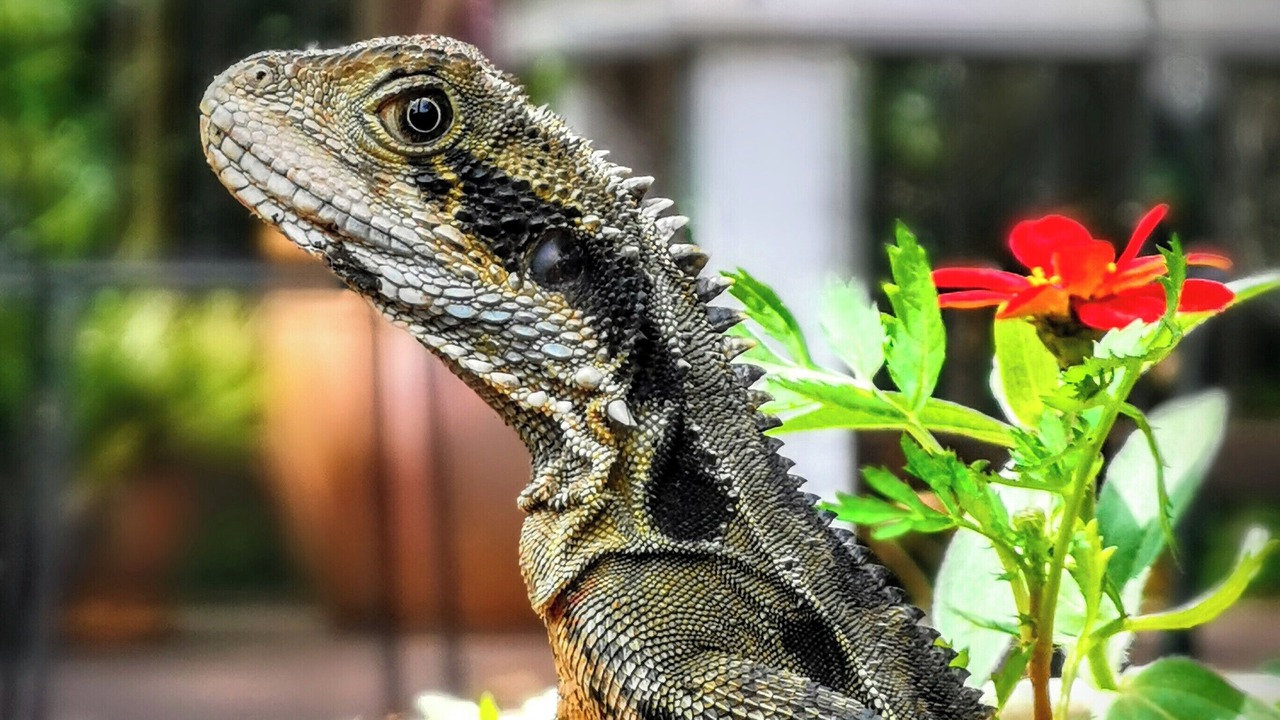 Photo of Outdoor in Bellingen