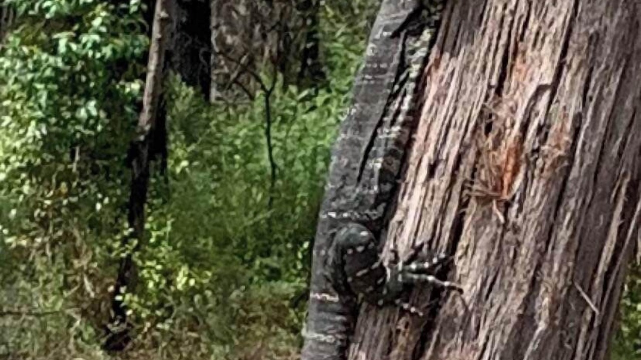 Photo of Outdoor in Mallacoota