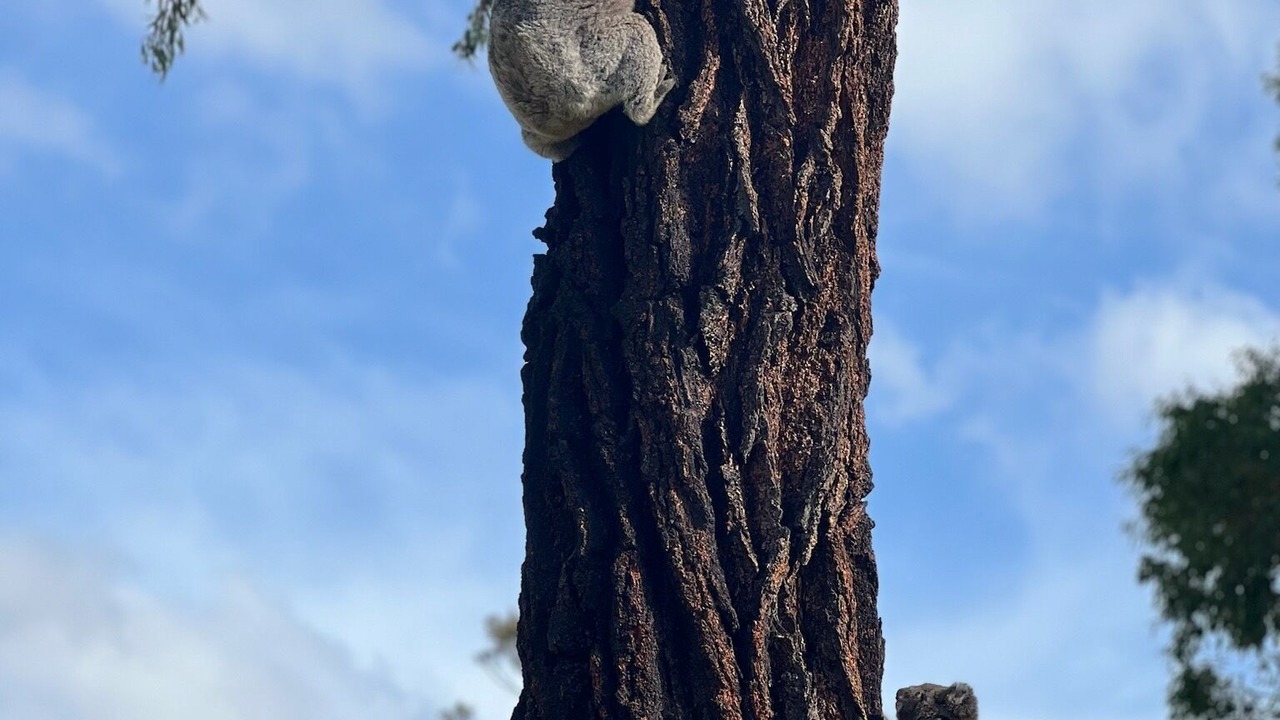 Photo of Others in Mallacoota
