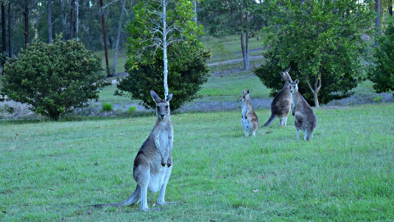 Photo of Outdoor in Melawondi