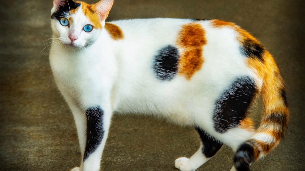 Photo of Outdoor in Papaikou