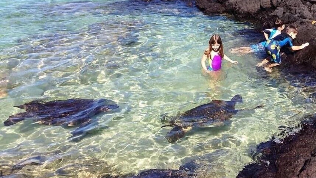 Photo of Others in Papaikou