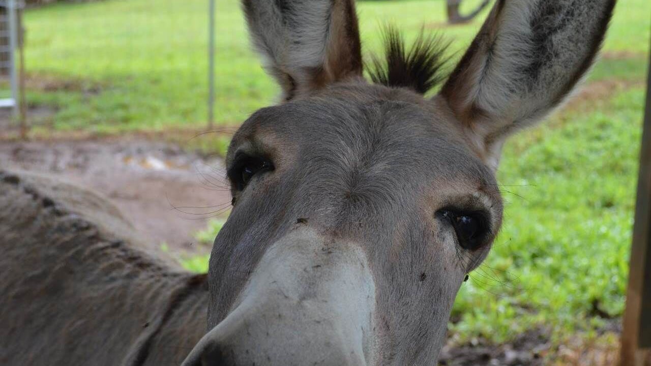 Photo of Outdoor in Papaikou