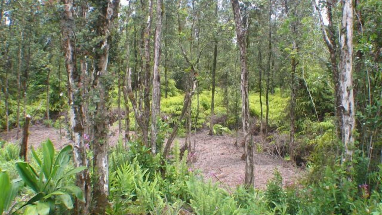 Photo of Outdoor in Keaau