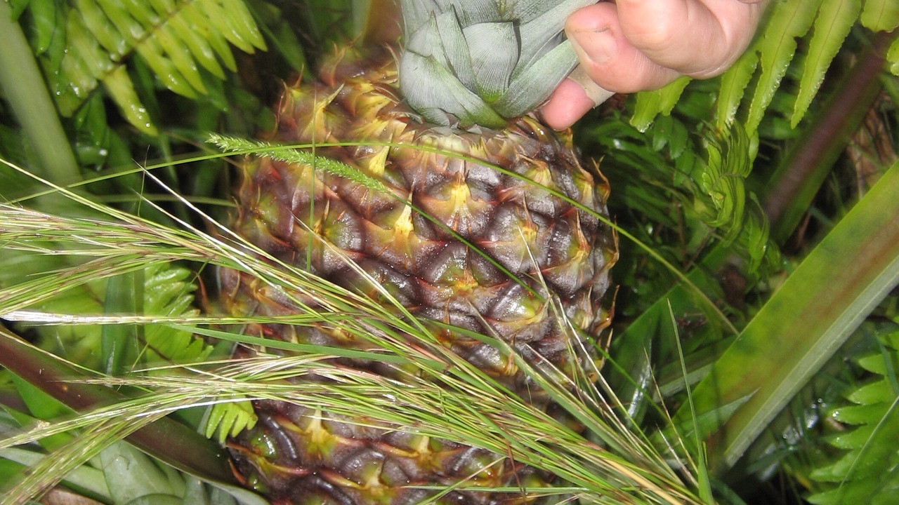 Photo of Outdoor in Keaau