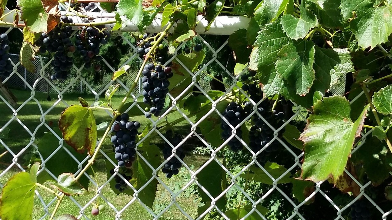 Photo of Outdoor in Ottawa Division