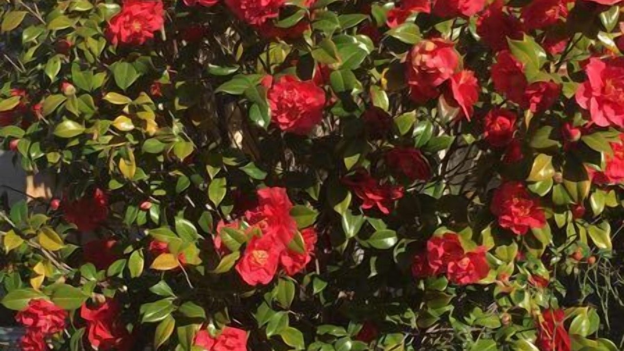 Photo of Outdoor in Carnegie