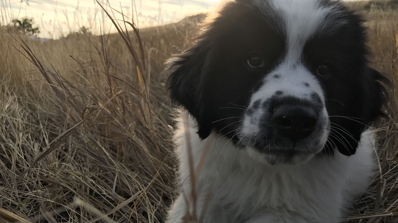 Photo of Others in Bozeman