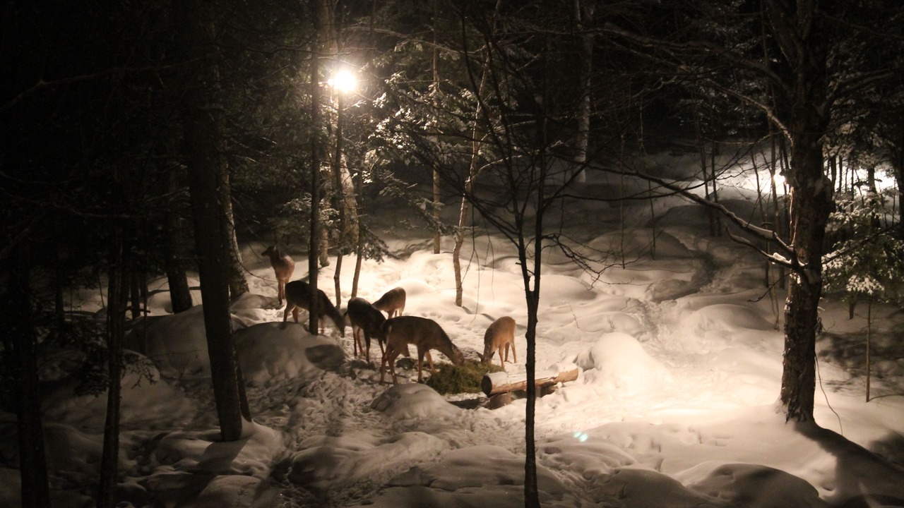 Photo of Outdoor in Mont-Tremblant