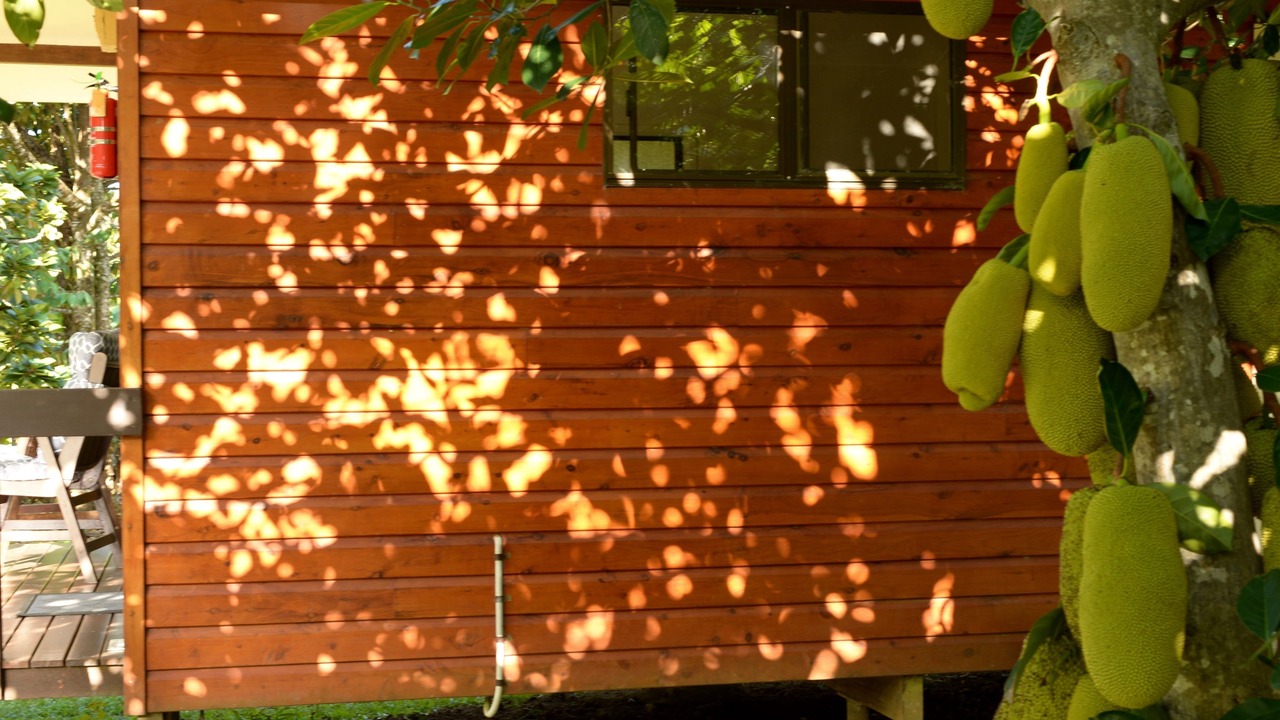 Photo of Outdoor in Cape Tribulation