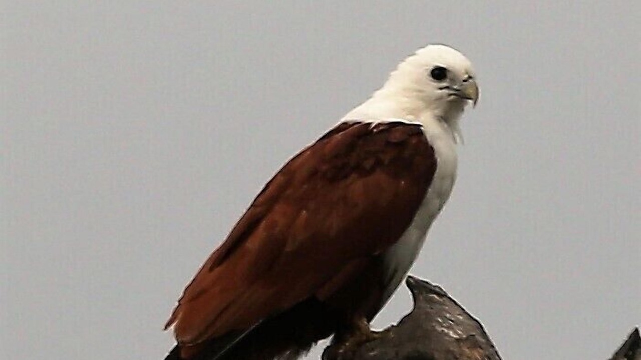 Photo of Others in Cape Tribulation