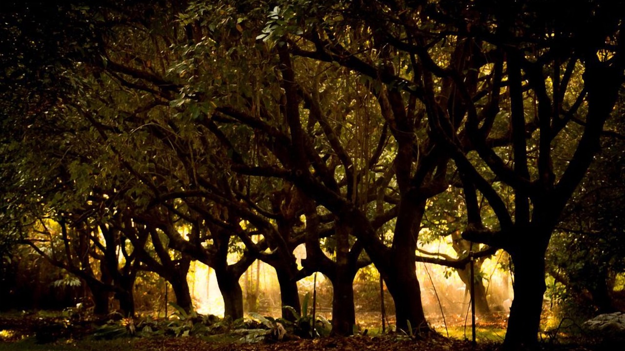 Photo of Buildings in Cape Tribulation