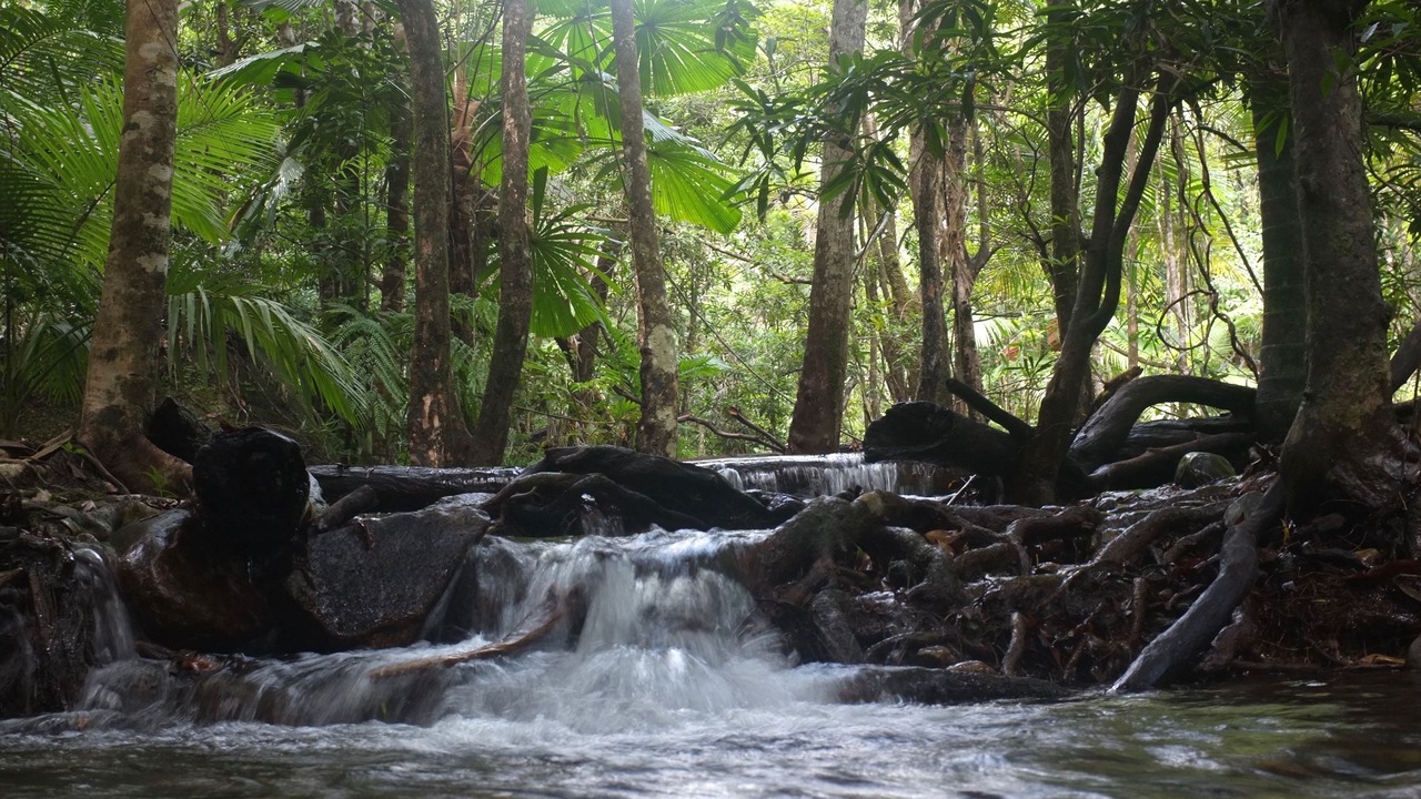 Photo of Outdoor in Cape Tribulation