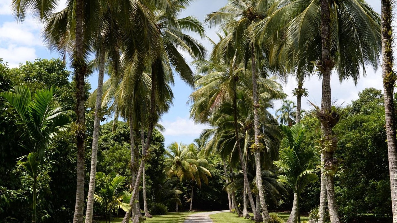 Photo of Outdoor in Cape Tribulation