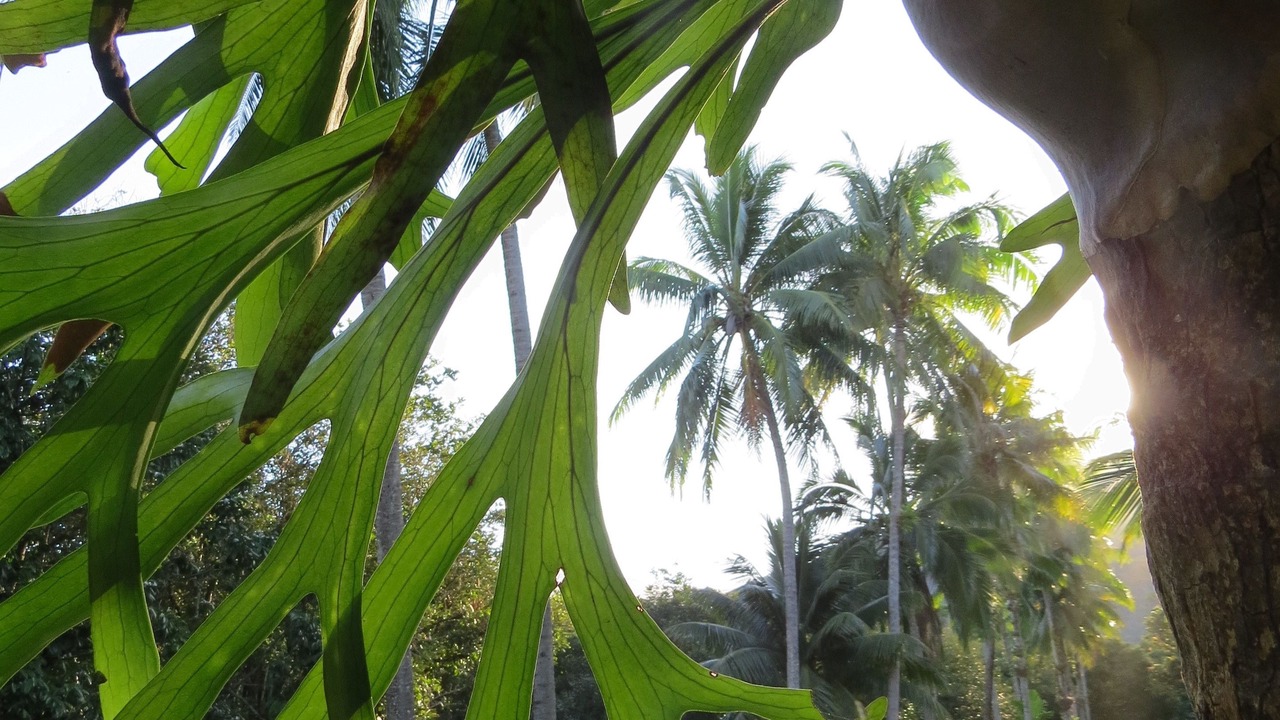 Photo of Outdoor in Cape Tribulation