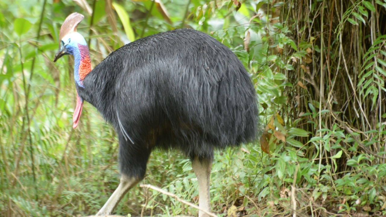 Photo of Others in Cape Tribulation