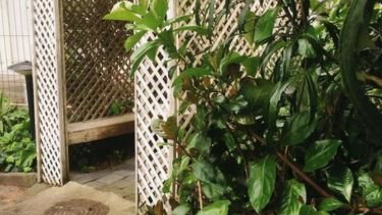 Photo of Outdoor in Manukau City