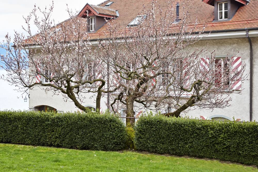 Photo of Outdoor in Chardonne